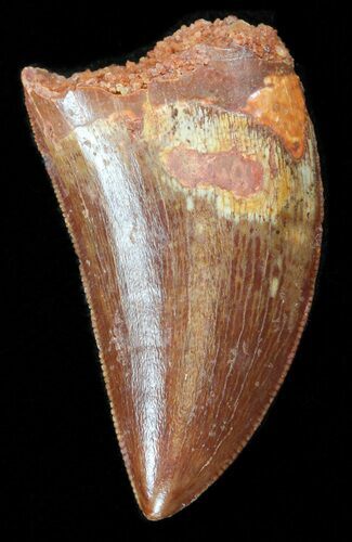 Carcharodontosaurus Tooth - Beautiful little Tooth #40064